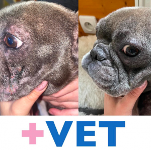 veterinář domů