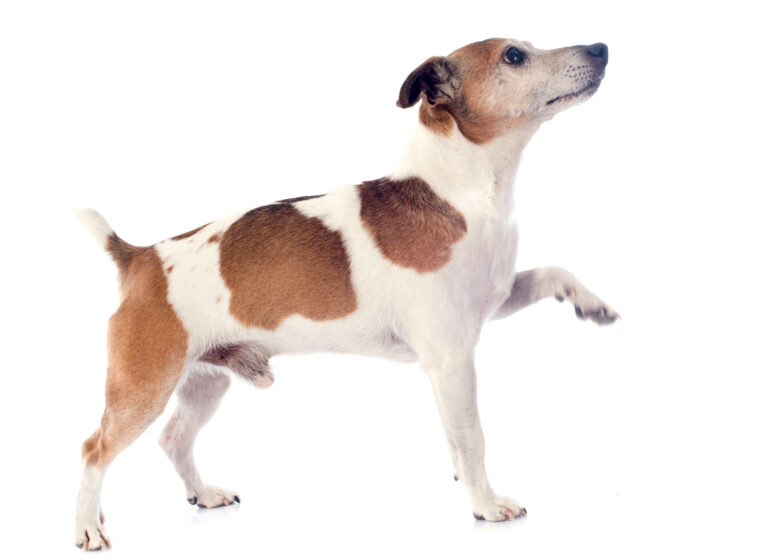 veterinar domu