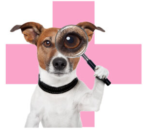 veterinar domu