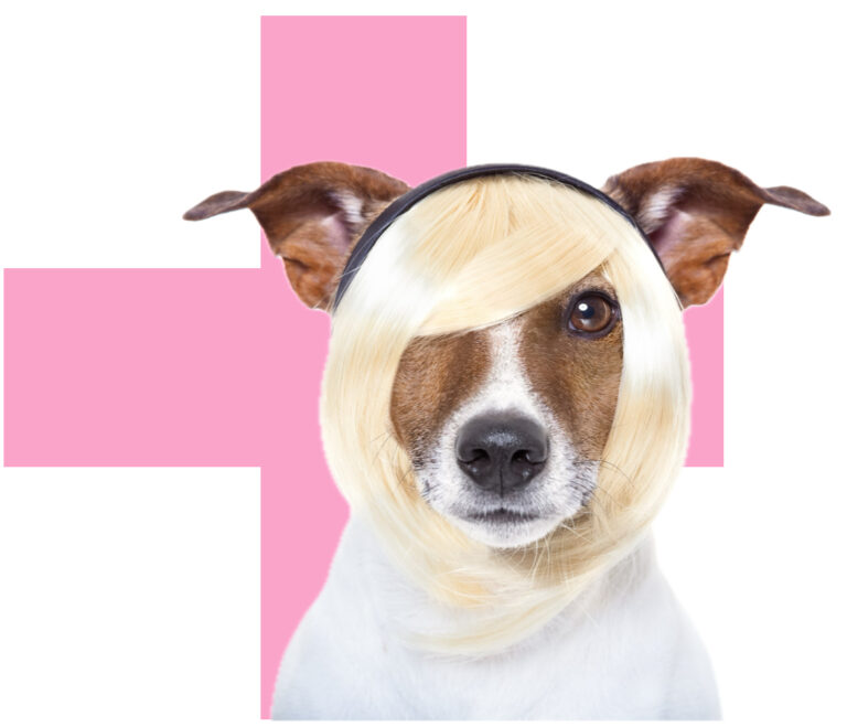 veterinar domu