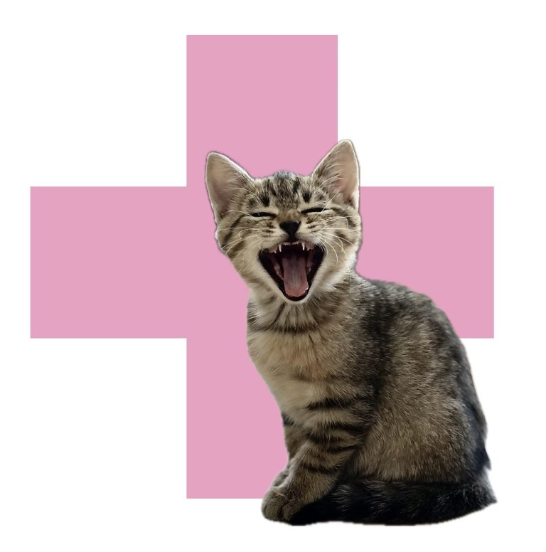 veterinar domu