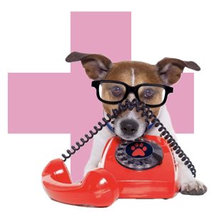 VETERINAR DOMU BRNO